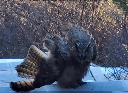 &ldquo;Chim đi&ecirc;u của Dương Qu&aacute;&rdquo; bất ngờ chặn đường du kh&aacute;ch leo n&uacute;i, cơ quan kiểm l&acirc;m tiết lộ sự thật giật m&igrave;nh- Ảnh 1.