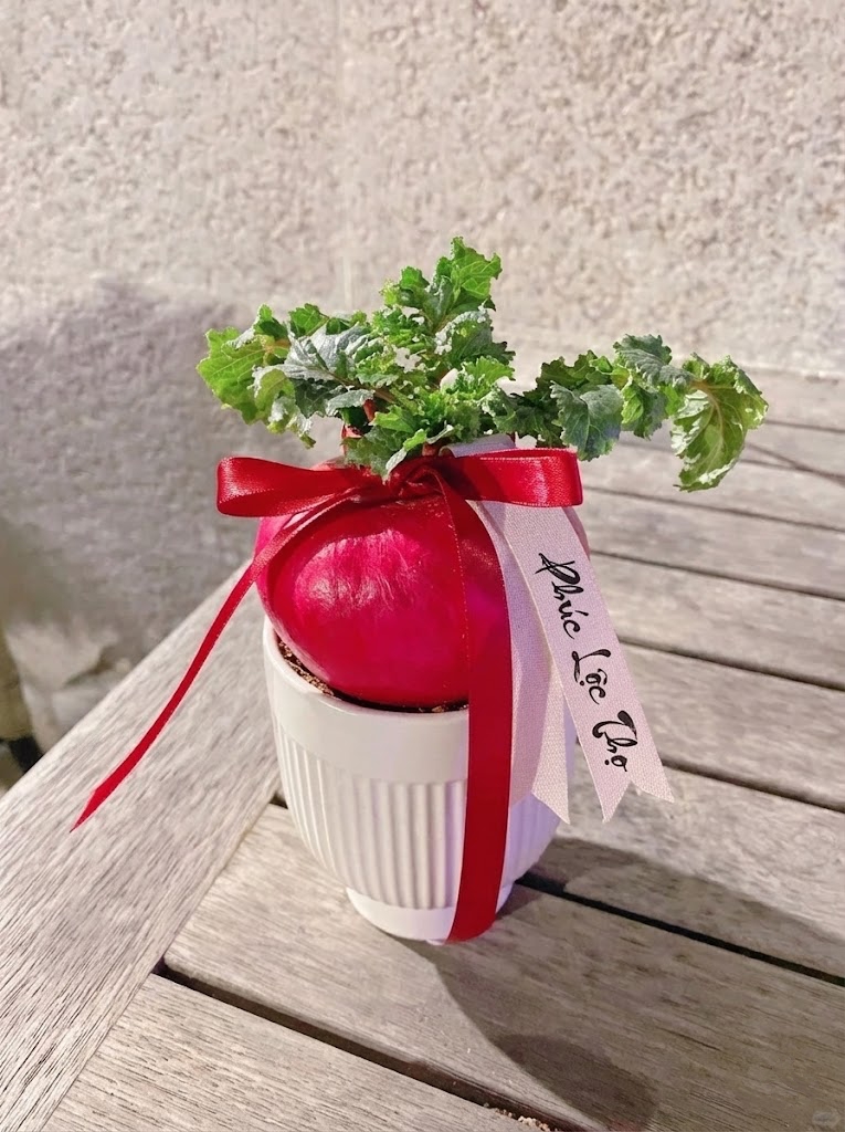 Trend lạ đ&oacute;n Tết: Ra chợ mua củ cải đỏ về cắm b&igrave;nh, ai ngờ th&agrave;nh chậu 