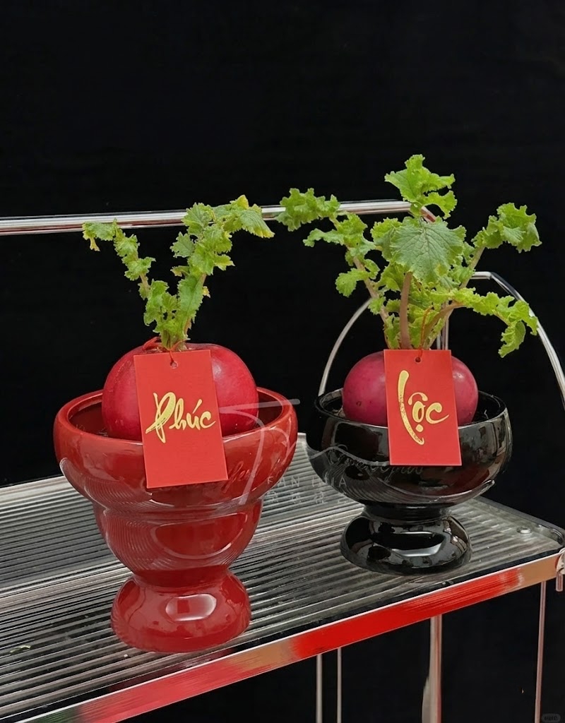 Trend lạ đ&oacute;n Tết: Ra chợ mua củ cải đỏ về cắm b&igrave;nh, ai ngờ th&agrave;nh chậu 