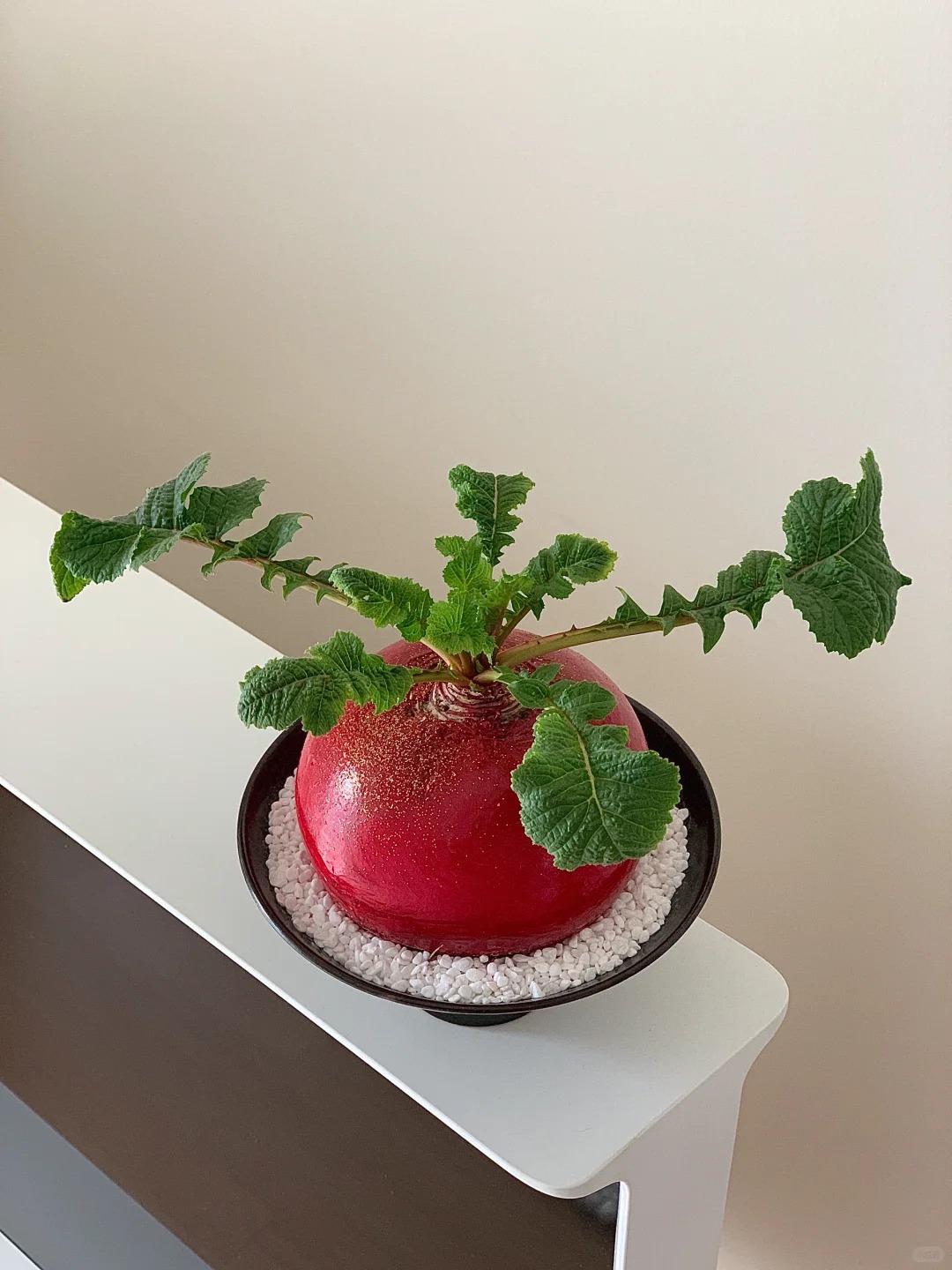 Trend lạ đ&oacute;n Tết: Ra chợ mua củ cải đỏ về cắm b&igrave;nh, ai ngờ th&agrave;nh chậu 