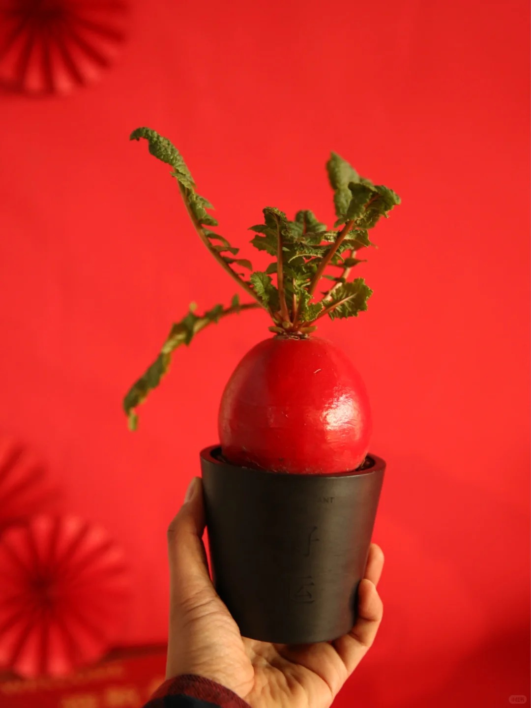 Trend lạ đ&oacute;n Tết: Ra chợ mua củ cải đỏ về cắm b&igrave;nh, ai ngờ th&agrave;nh chậu 