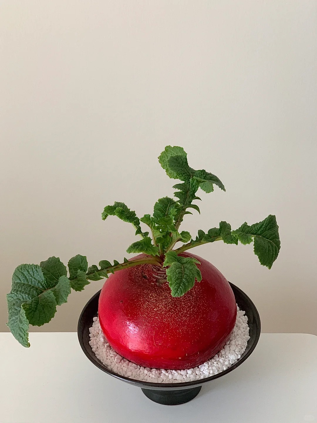 Trend lạ đ&oacute;n Tết: Ra chợ mua củ cải đỏ về cắm b&igrave;nh, ai ngờ th&agrave;nh chậu 