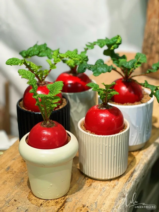 Trend lạ đ&oacute;n Tết: Ra chợ mua củ cải đỏ về cắm b&igrave;nh, ai ngờ th&agrave;nh chậu 