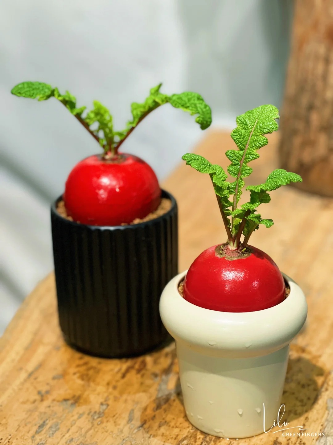 Trend lạ đ&oacute;n Tết: Ra chợ mua củ cải đỏ về cắm b&igrave;nh, ai ngờ th&agrave;nh chậu 