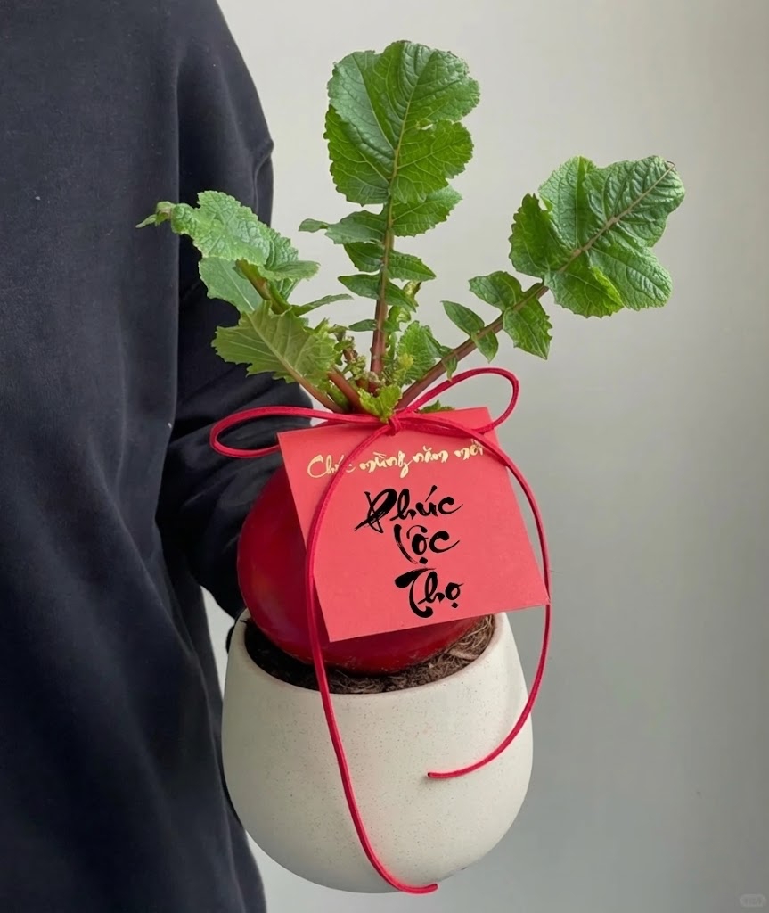 Trend lạ đ&oacute;n Tết: Ra chợ mua củ cải đỏ về cắm b&igrave;nh, ai ngờ th&agrave;nh chậu 