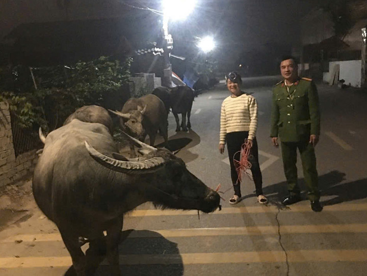 Gần 8 tiếng t&igrave;m chủ cho đ&agrave;n tr&acirc;u 6 con đi lạc ở Thanh Ho&aacute;- Ảnh 1.