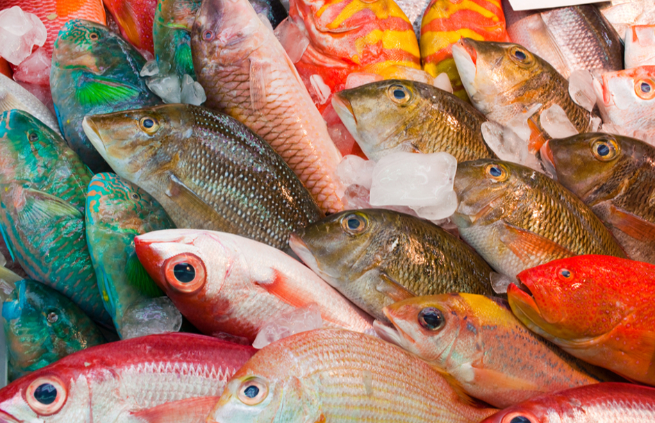 3 bộ phận của cá không nên ăn: Có thứ cực độc nhưng nhiều người tưởng là bổ- Ảnh 1. 3 bộ phận của cá không nên ăn: Có thứ cực độc nhưng nhiều người tưởng là bổ- Ảnh 1.