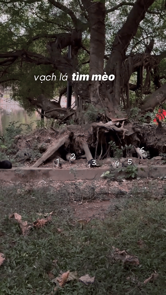 Hòn đảo nằm ngay trung tâm Hà Nội nhưng nhiều người không hề biết: Có tên gọi và câu chuyện đặc biệt- Ảnh 3. Hòn đảo nằm ngay trung tâm Hà Nội nhưng nhiều người không hề biết: Có tên gọi và câu chuyện đặc biệt- Ảnh 3.