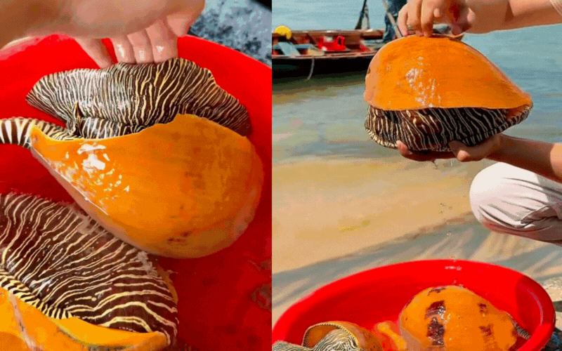 Truy t&igrave;m "kho b&aacute;u" dưới đ&aacute;y biển Việt: Lo&agrave;i ốc khổng lồ thịt ngon trứ danh, b&ecirc;n trong ẩn chứa vận may đổi đời tiền tỷ- Ảnh 1.