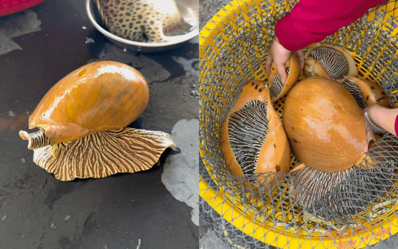 Truy t&igrave;m "kho b&aacute;u" dưới đ&aacute;y biển Việt: Lo&agrave;i ốc khổng lồ thịt ngon trứ danh, b&ecirc;n trong ẩn chứa vận may đổi đời tiền tỷ- Ảnh 3.