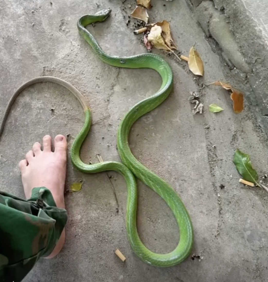 Clip 10 gi&acirc;y nổi da g&agrave;: Rắn vắt vẻo tr&ecirc;n v&otilde;ng của con nhỏ, phản xạ của người mẹ g&acirc;y sốc- Ảnh 1.