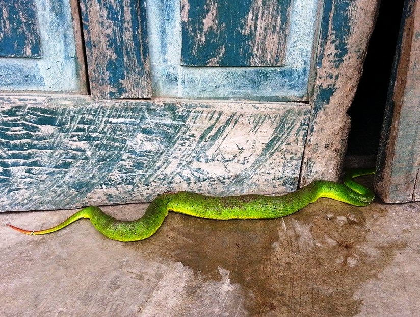 5 con đường dẫn rắn v&agrave;o nh&agrave;- Ảnh 2.