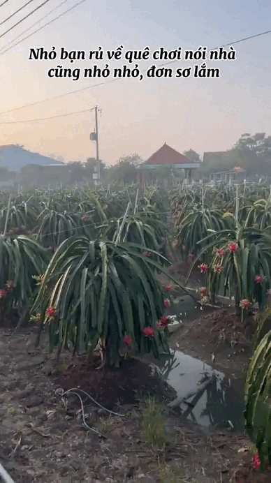 Clip: Bạn miền T&acirc;y rủ về nh&agrave; chơi, c&aacute;i kết 