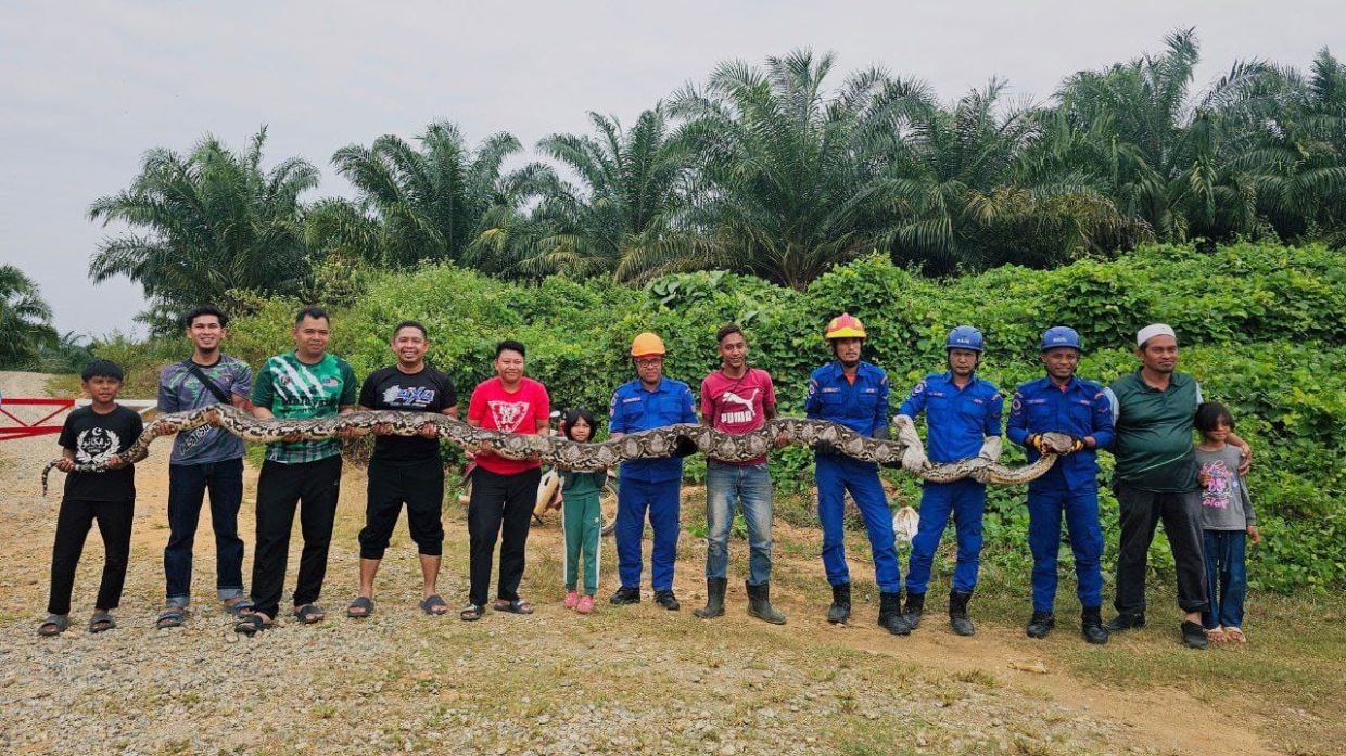 Bắt sống trăn khổng lồ d&agrave;i 7 m&eacute;t, nặng 80kg trong đồn điền- Ảnh 1.