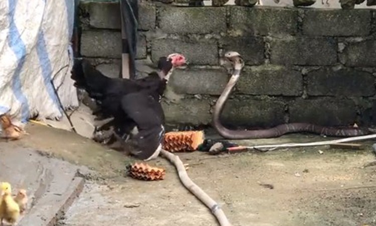 5 con đường dẫn rắn v&agrave;o nh&agrave;- Ảnh 3.