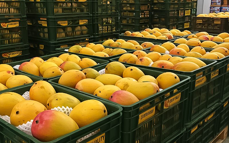 Loại quả của Việt Nam khiến cựu Đại sứ Hoa Kỳ phải khen ngợi 'ngon nhất thế giới': Chiếm 97% thị phần ở Trung Quốc, diện t&iacute;ch trồng hơn 110.000 ha- Ảnh 1.