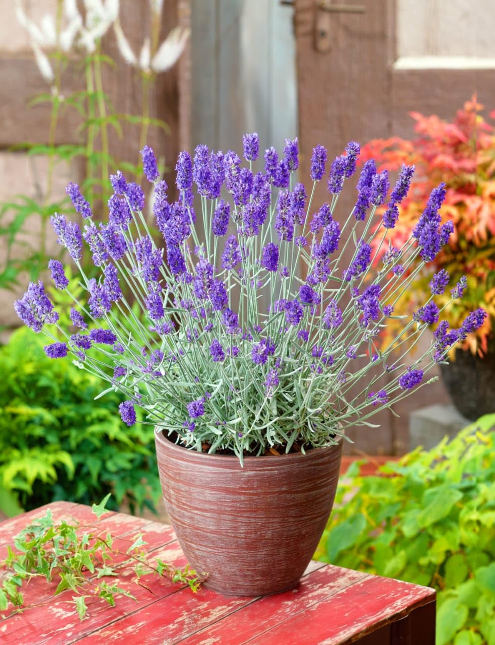 3 loại c&acirc;y đuổi chuột khỏi nh&agrave; cực hiệu quả- Ảnh 2.