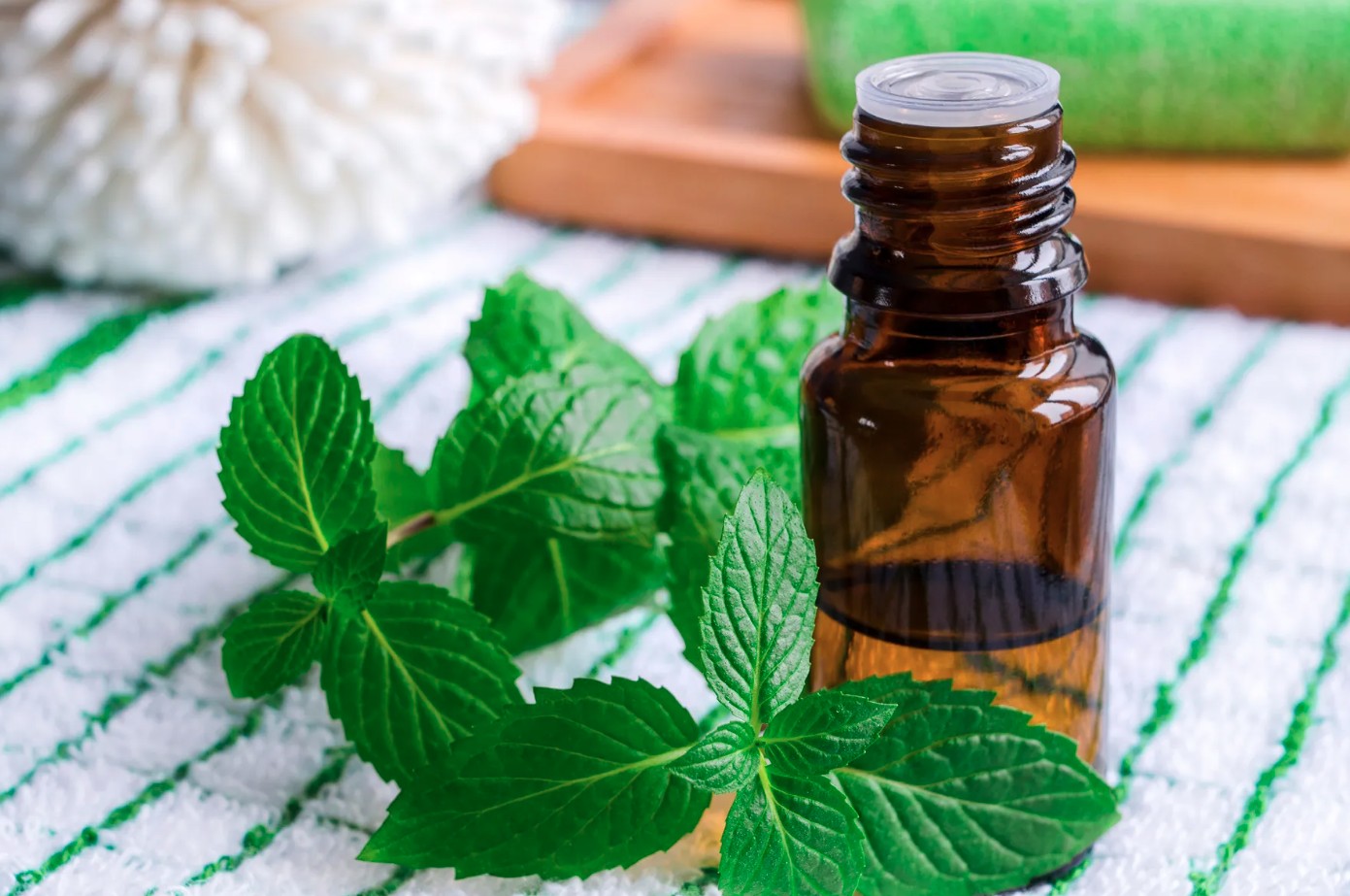 Đặt thứ n&agrave;y ngo&agrave;i cửa, chuột kh&ocirc;ng d&aacute;m b&eacute;n mảng v&agrave;o nh&agrave; - kh&ocirc;ng phải bẫy- Ảnh 1.