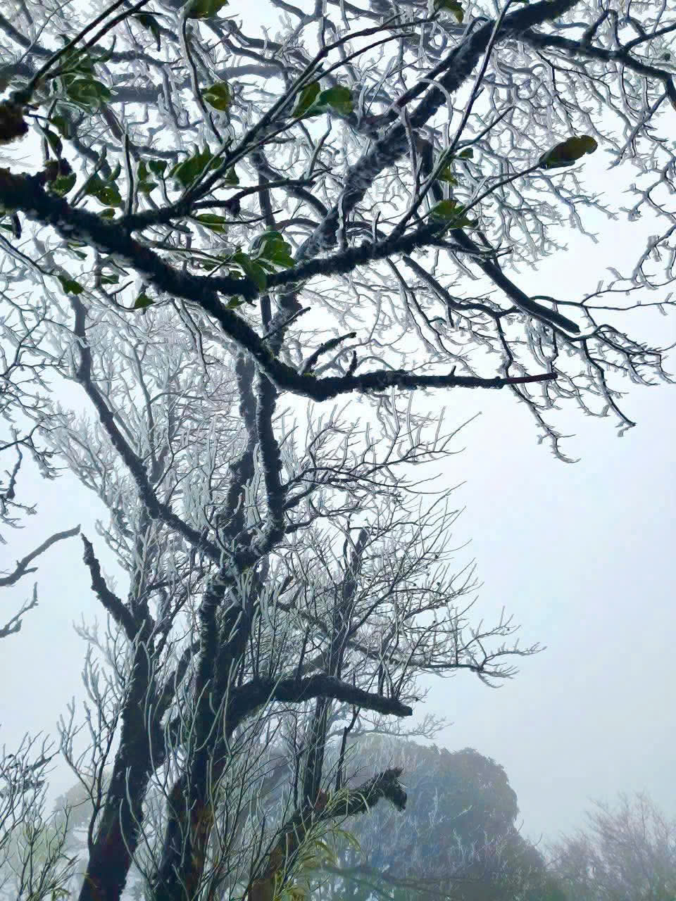 Đỉnh Phja Oắc ở Cao Bằng xuất hiện băng gi&aacute;- Ảnh 1.