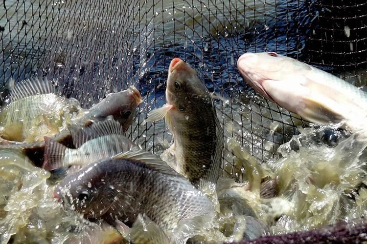 Top 6 loại c&aacute; &iacute;t thủy ng&acirc;n bậc nhất- Ảnh 4.