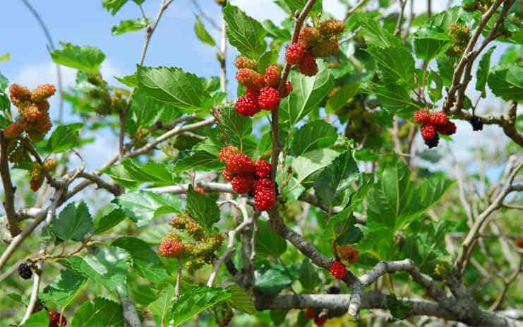 Ông bà nói: Ông bà nói: