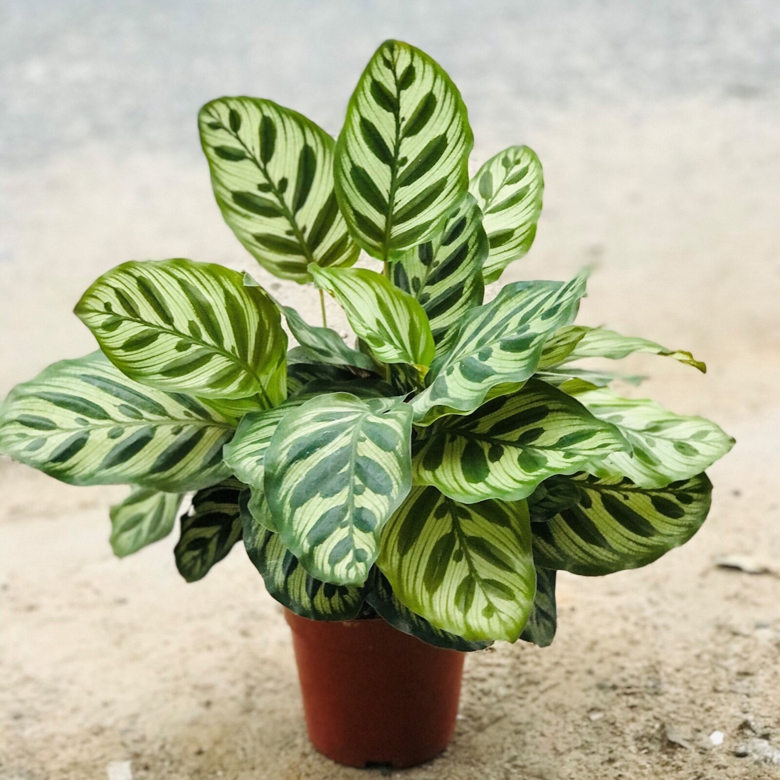 Loài cây này là Loài cây này là