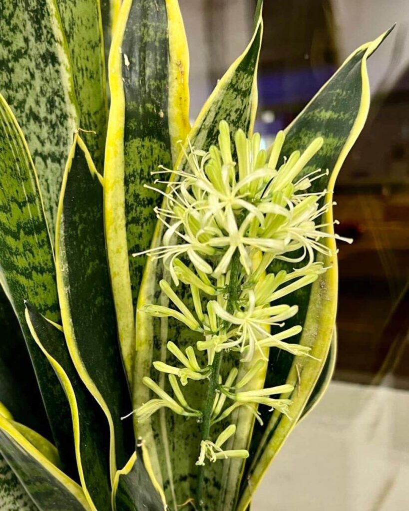 4 loại c&acirc;y cảnh phổ biến nhưng &iacute;t khi nở hoa, nếu gia chủ nh&igrave;n thấy l&agrave; điềm l&agrave;nh hiếm c&oacute;- Ảnh 2.