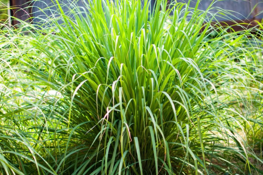 Rắn sợ nhất 5 c&acirc;y n&agrave;y- Ảnh 1.