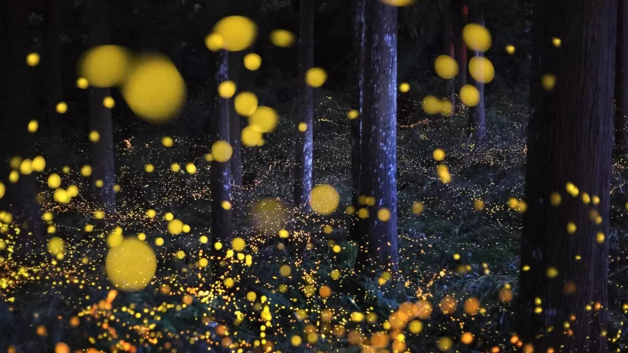 Ch&uacute;ng ta c&oacute; thể l&agrave; thế hệ cuối c&ugrave;ng được nh&igrave;n thấy đom đ&oacute;m- Ảnh 2.