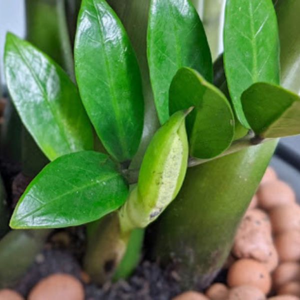 4 loại c&acirc;y cảnh phổ biến nhưng &iacute;t khi nở hoa, nếu gia chủ nh&igrave;n thấy l&agrave; điềm l&agrave;nh hiếm c&oacute;- Ảnh 3.