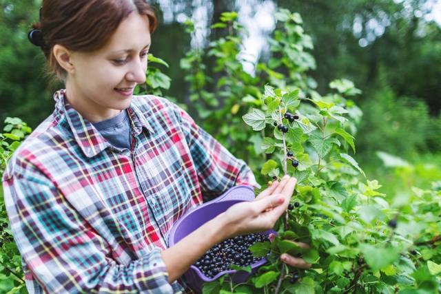 Loại quả nhỏ b&eacute; được vinh danh &ldquo;Hương vị của năm 2026&rdquo;: Gi&agrave;u vitamin C vượt trội, tốt cho tim mạch v&agrave; miễn dịch- Ảnh 1.