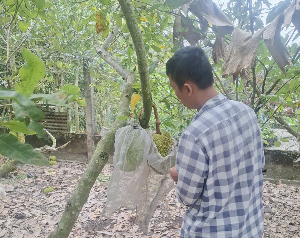 Gi&aacute; m&iacute;t Th&aacute;i tăng cao nhưng v&igrave; sao nh&agrave; vườn miền T&acirc;y kh&ocirc;ng vui?- Ảnh 1.