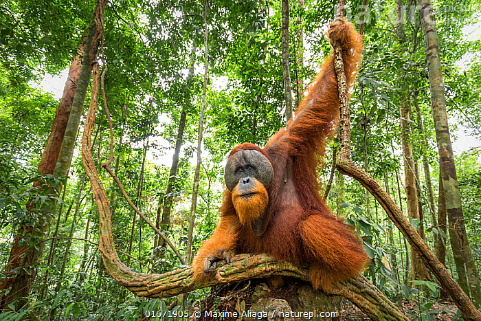 "Người rừng": Lo&agrave;i vật sở hữu IQ s&aacute;nh ngang tr&iacute; tuệ nh&acirc;n loại, hiện chỉ c&ograve;n v&agrave;i ngh&igrave;n c&aacute; thể- Ảnh 4.