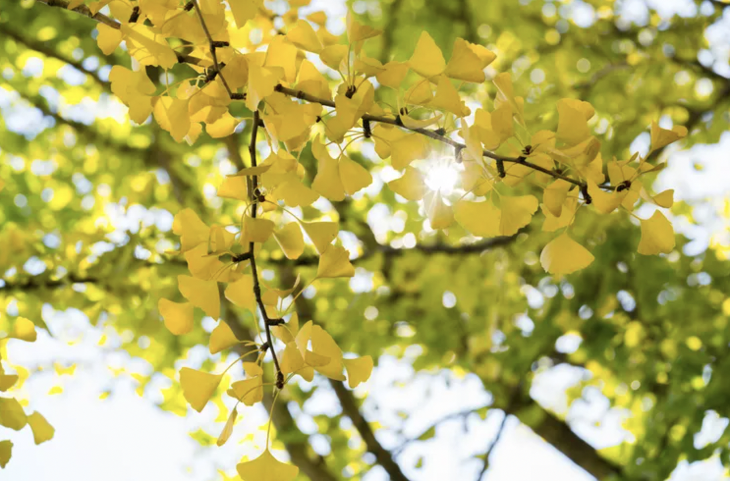 5 loại c&acirc;y c&oacute; m&ugrave;i kh&oacute; chịu n&ecirc;n tr&aacute;nh trồng trong vườn d&ugrave; đẹp đến mấy- Ảnh 1.