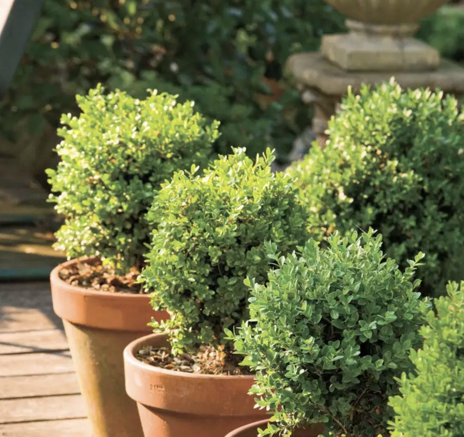 5 loại c&acirc;y c&oacute; m&ugrave;i kh&oacute; chịu n&ecirc;n tr&aacute;nh trồng trong vườn d&ugrave; đẹp đến mấy- Ảnh 3.