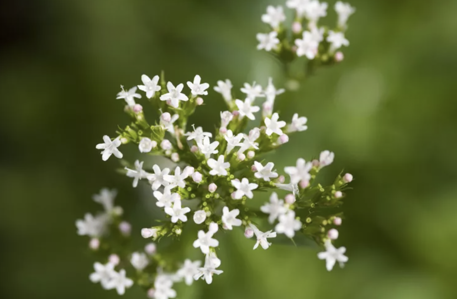 5 loại c&acirc;y c&oacute; m&ugrave;i kh&oacute; chịu n&ecirc;n tr&aacute;nh trồng trong vườn d&ugrave; đẹp đến mấy- Ảnh 2.