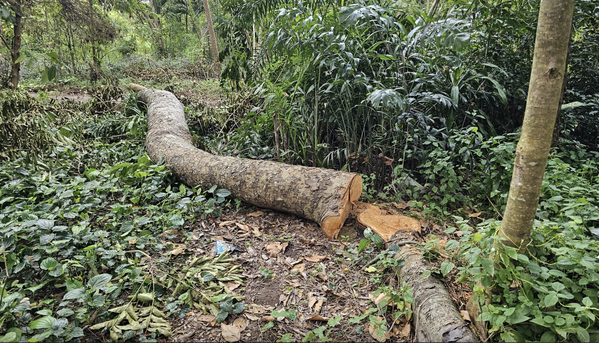 Ai đứng sau vụ 41 c&acirc;y x&agrave; cừ bị đốn hạ trong khu văn ho&aacute; ở Cần Thơ?- Ảnh 1.