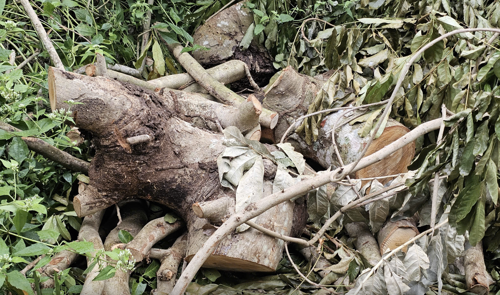 Ai đứng sau vụ 41 c&acirc;y x&agrave; cừ bị đốn hạ trong khu văn ho&aacute; ở Cần Thơ?- Ảnh 2.