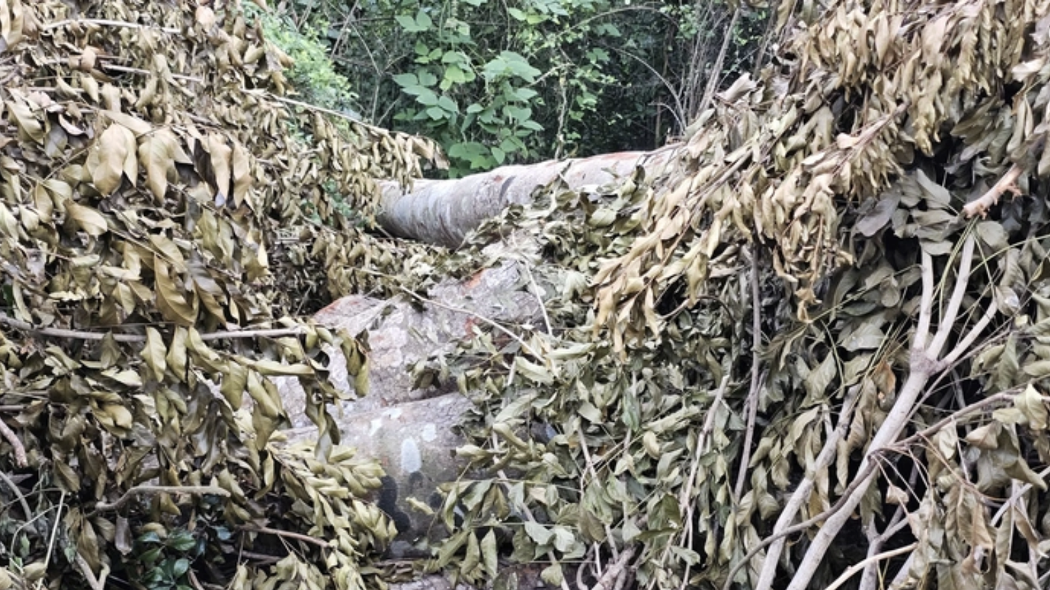 Ai đứng sau vụ 41 c&acirc;y x&agrave; cừ bị đốn hạ trong khu văn ho&aacute; ở Cần Thơ?- Ảnh 3.