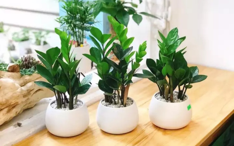 3 loại c&acirc;y đặt tại ph&ograve;ng kh&aacute;ch gi&uacute;p năm mới B&iacute;nh Ngọ may mắn, tiền &ndash; t&agrave;i đều c&oacute;- Ảnh 1.