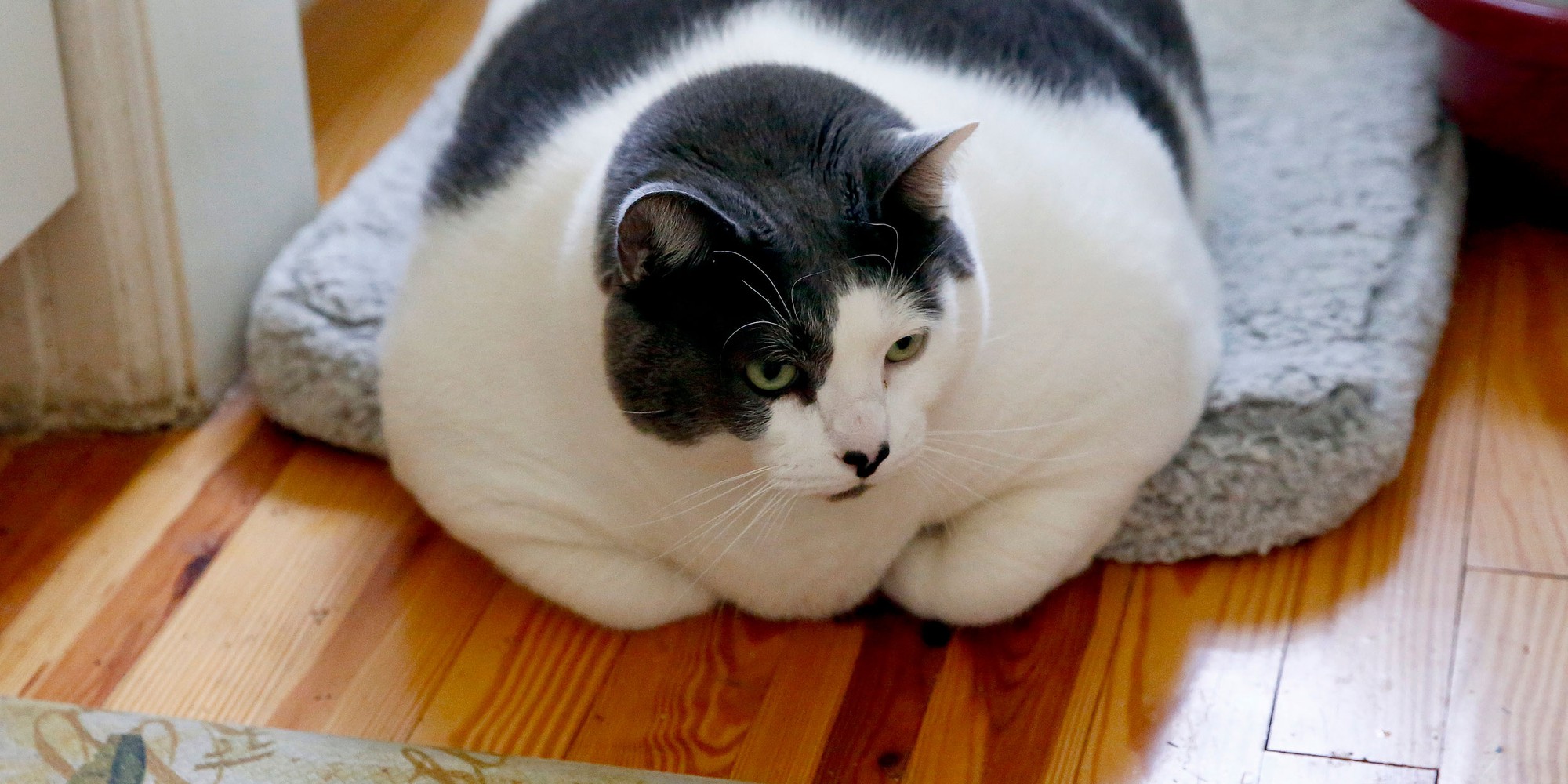 Trung Quốc cố gắng giảm c&acirc;n cho m&egrave;o b&eacute;o- Ảnh 1.