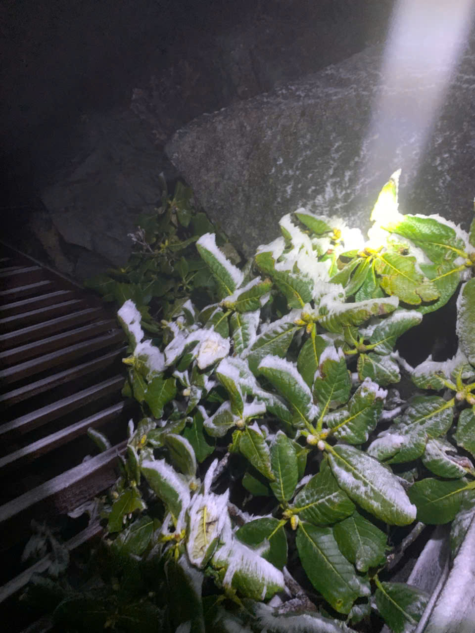 Sáng nay, 1 nơi ở Việt Nam chỉ còn -3 độ C, cảnh tượng gây choáng bao trùm- Ảnh 3. Sáng nay, 1 nơi ở Việt Nam chỉ còn -3 độ C, cảnh tượng gây choáng bao trùm- Ảnh 3.