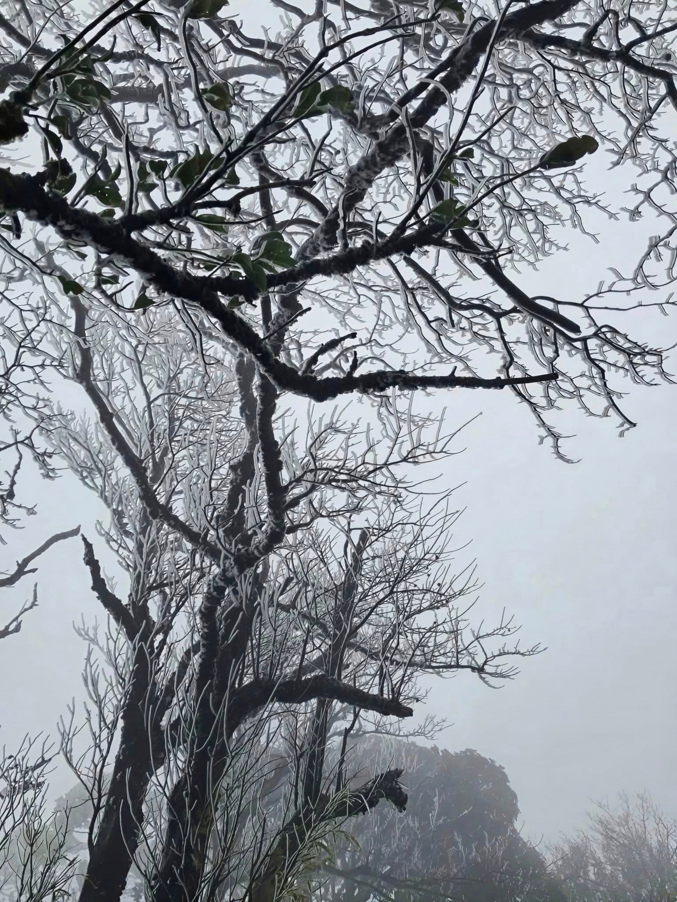 Ngo&agrave;i Fansipan, Mẫu Sơn, nơi n&agrave;y cũng c&oacute; băng gi&aacute; d&agrave;y đặc: Độ cao gần 2000m, c&aacute;ch H&agrave; Nội hơn 200km- Ảnh 3.