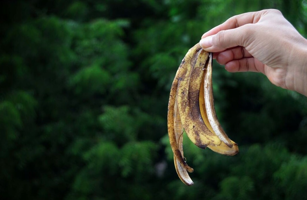 Thường xuy&ecirc;n vứt thứ n&agrave;y ra vườn, c&acirc;y ph&aacute;t triển tươi tốt bất ngờ: M&ugrave;a đ&ocirc;ng rất n&ecirc;n thử- Ảnh 1.