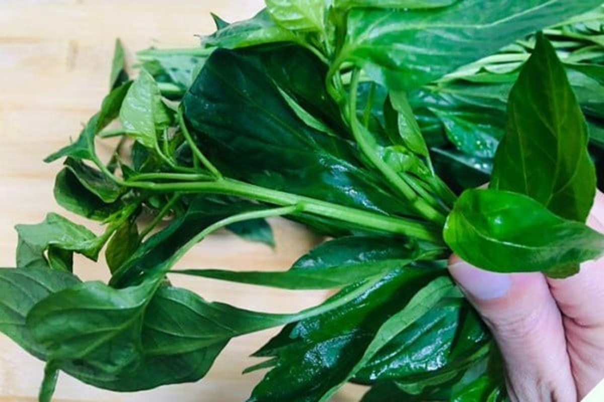 Đừng chỉ ăn quả, l&aacute; loại c&acirc;y n&agrave;y qu&yacute; như "nh&acirc;n s&acirc;m người ngh&egrave;o", nhiều người kh&ocirc;ng biết m&agrave; ăn- Ảnh 2.