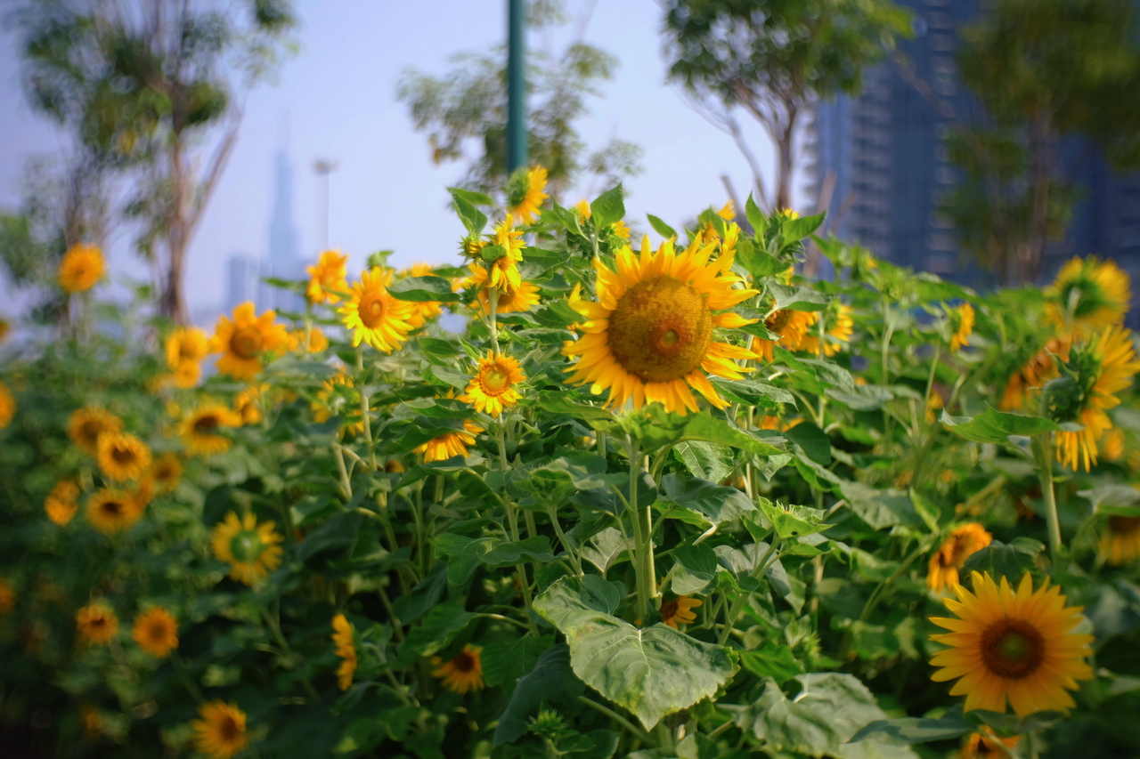 Những điểm check-in "ng&agrave;n hoa" h&uacute;t kh&aacute;ch ở TP Hồ Ch&iacute; Minh- Ảnh 7.