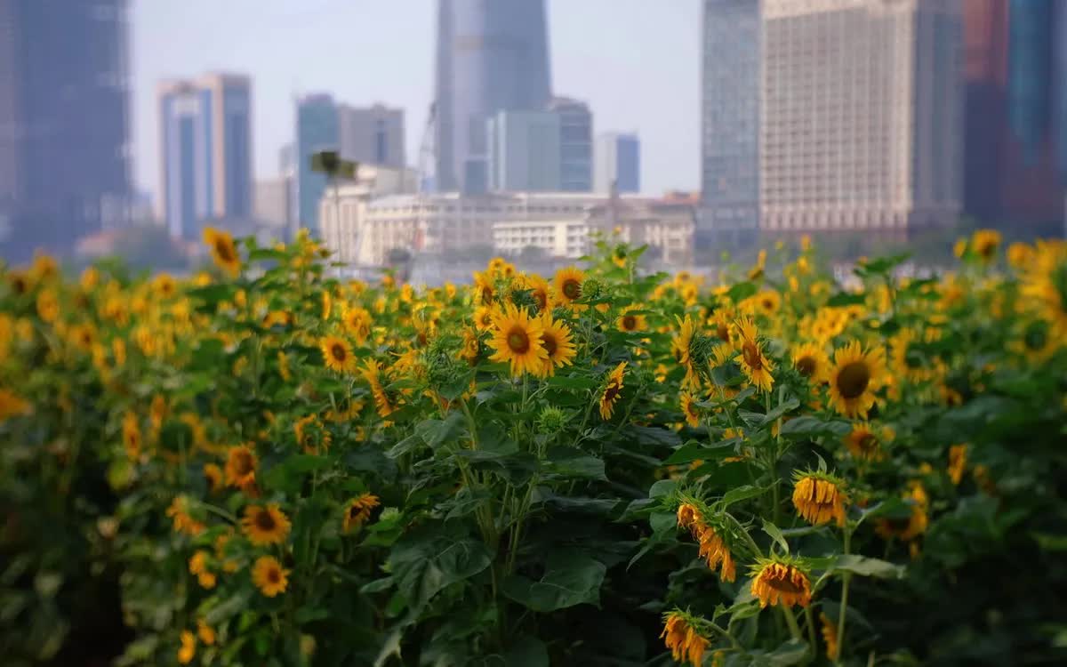 Những điểm check-in "ng&agrave;n hoa" h&uacute;t kh&aacute;ch ở TP Hồ Ch&iacute; Minh- Ảnh 1.