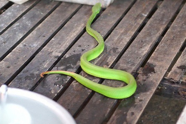 4 lo&agrave;i hoa dụ rắn v&agrave;o nh&agrave;- Ảnh 1.