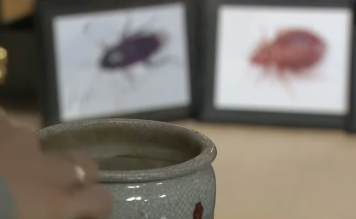 C&ocirc;ng ty diệt c&ocirc;n tr&ugrave;ng Nhật Bản l&agrave;m lễ cầu si&ecirc;u cho những con bọ bị ti&ecirc;u diệt- Ảnh 2.