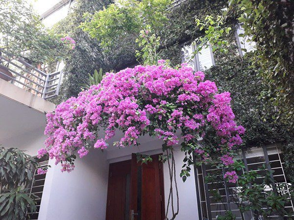 4 lo&agrave;i hoa dụ rắn v&agrave;o nh&agrave;- Ảnh 2.